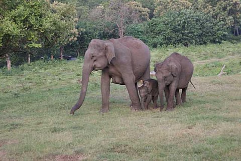 யானைகளின் வருகை 73: பல்லாங்குழி சாலையே பாதுகாப்பு