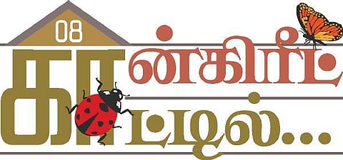 கான்கிரீட் காட்டில் 08: இது எந்த ஊர் அட்டை?