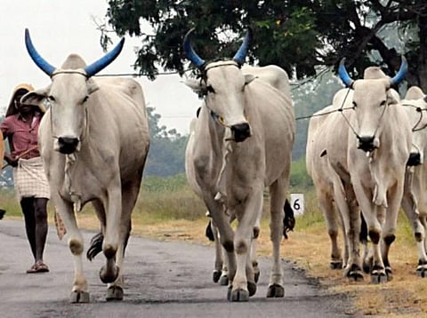 ராஜஸ்தானில் முஸ்லிம் நபர் சுட்டுக்கொலை: பசுக்களை ஏற்றிச் சென்ற போது விபரீதம்