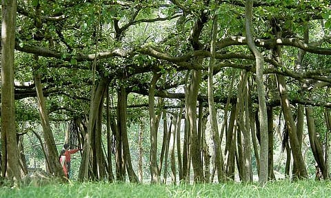 வியப்பூட்டும் இந்தியா: மிகப் பெரிய கொல்கத்தா ஆலமரம்!