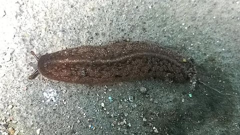 கான்கிரீட் காட்டில் 09: ஓடு கழன்ற நத்தை