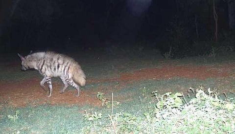 யானைகளின் வருகை 81: யுத்த பூமியான முத்தங்கா வனம்!