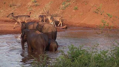 யானைகளின் வருகை 82: மண் மைந்தர்களின் ஹீனக்குரல்!