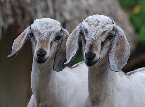 ஒளிரும் கண்கள் 11: மனதுக்குக் கொஞ்சம் நெருக்கமாக…