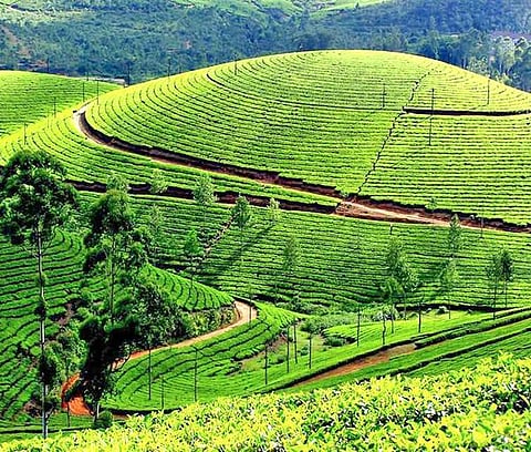 தொட்டனைத்து ஊறும் அமிழ்தம் 60: அரணான அணிநிழற்காடு