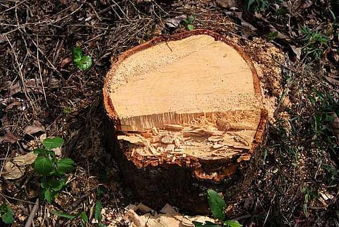 யானைகளின் வருகை 94: ஈட்டி மரக்கொள்ளையர்கள்!