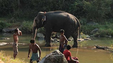 யானைகளின் வருகை 95: கொள்ளை போன மூங்கில்காடு!