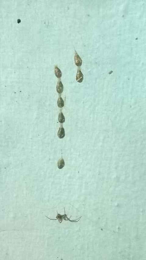 கான்கிரீட் காட்டில் 14: தொங்கும் முட்டைப் பைகள்