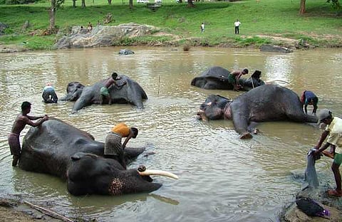 யானைகளின் வருகை 107: தங்கச்சுரங்க தகிடுதத்தங்கள்