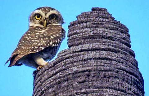 எங்கள் வீட்டருகே ஒரு ஆந்தை வீடு!