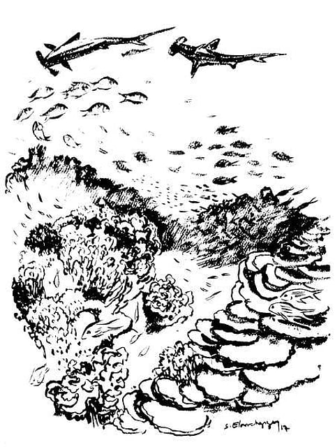 கடலம்மா பேசுறங் கண்ணு 34: கண்கொள்ளாக் கடலுயிர்கள்!