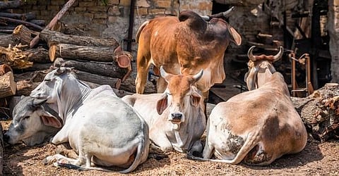 தொட்டனைத்து ஊறும் அமிழ்தம் 64: கால்நடைகளின் தேசம்