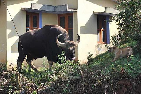 யானைகளின் வருகை 110: மாஸ்டர் பிளான் ஊட்டி; ஊர்வலமாய் காட்டு மாடுகள்