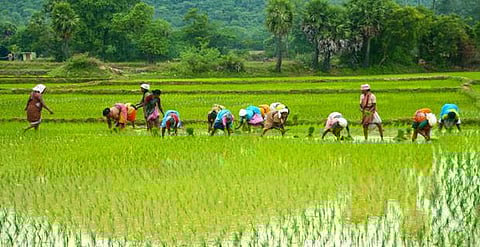 தொட்டனைத்து ஊறும் அமிழ்தம் 65: மருத நில வேளாண்மை