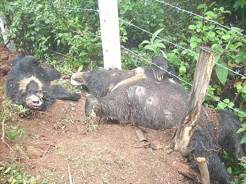 யானைகளின் வருகை 115: நான்கு முறை கரடிக் கடி; ஞானதிலகத்தின் வேதனைக் கதை