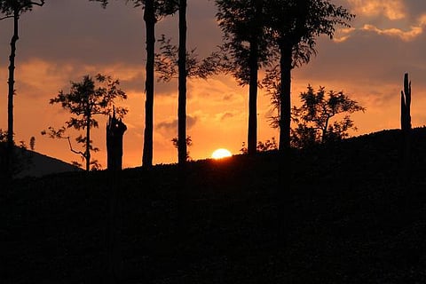 பேசும் படம்: வன ஊர்வலம்!