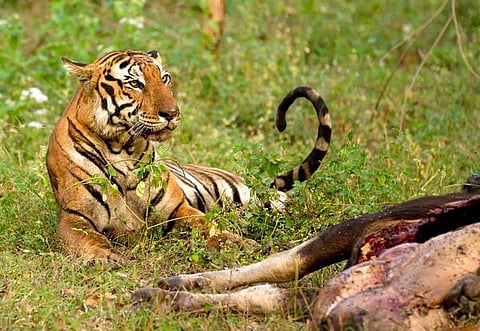 துரத்திய யானை… பிடித்த யானை!