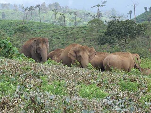 யானைகளின் வருகை 123: காலியான வால்பாறை பின்னணி சோகம்