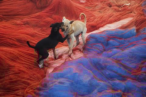 பேசும் படம்: உயிர் பெறும் வண்ணங்கள்!