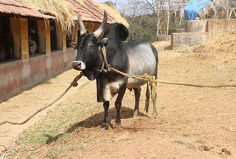 இது நம்ம விலங்கு 01: தென்னிந்தியாவின் அடையாளம்