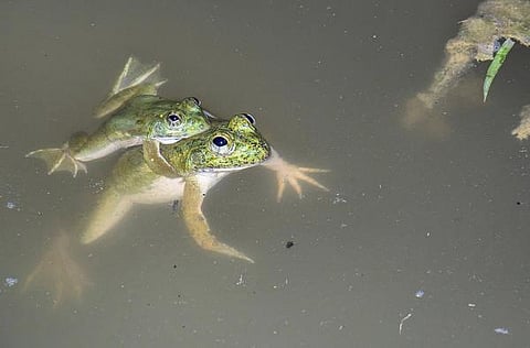 பூமியின் உயிர்நாடிகள்