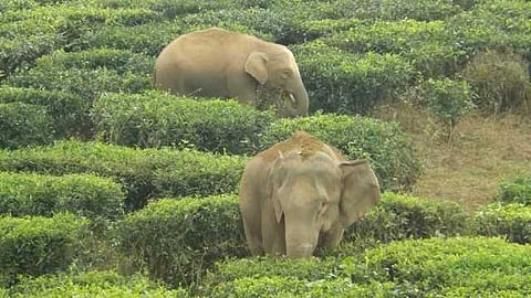 யானைகளின் வருகை 126: போராடினால் பொய் வழக்கு