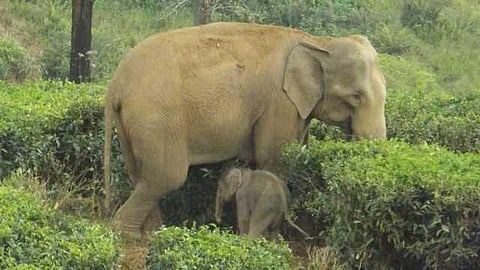 ஆக்கிரமிப்புகளின் பிடியில் யானை வழித்தடங்கள்: நாடு முழுதும் 5 ஆண்டுகளில் யானைகள் தாக்கி 2,392 பேர் பலி- பகுதி சார்ந்த பிரச்சினைகளைக் கண்டறிந்து தீர்வு காணுமா அரசு?