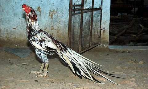 இது நம்ம விலங்கு 02: கிளிமூக்குச் சேவல்