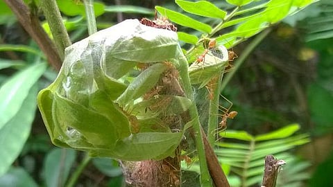 கான்க்ரீட் காட்டில் 21: தையற்கார எறும்பு