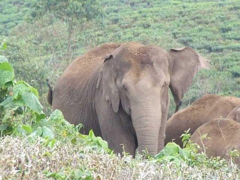 யானைகளின் வருகை 129: பழங்குடியினர் கல்வியில் கபளீகரம்