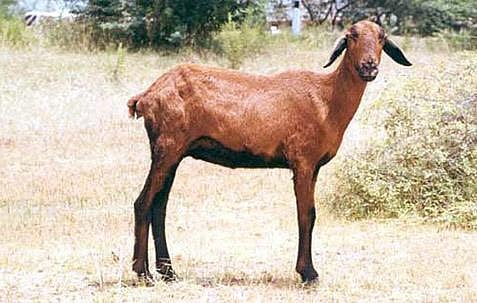 இது நம்ம விலங்கு 03: இறைச்சிக்குப் புகழ்பெற்ற செம்மறி