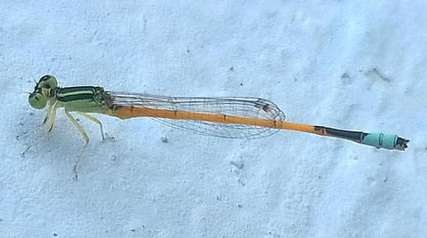 கான்கிரீட் காட்டில் 22: எதைத் தேடி வருகிறது இந்தத் தட்டான்?