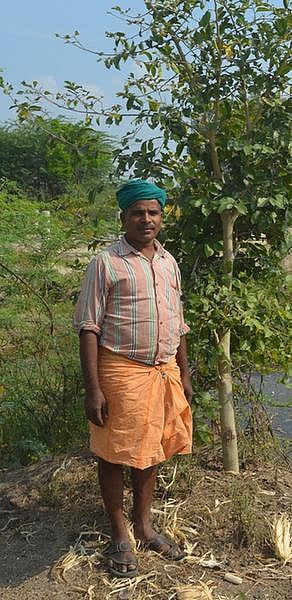 மரங்களே மணாளனின் பாக்கியம்..!