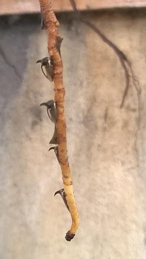 கான்கிரீட் காட்டில் 23: பூச்சிக்கும் உண்டா கொம்பு?