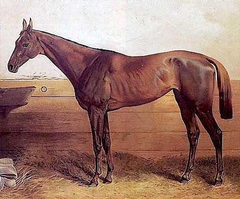 பிரபலக் குதிரைகள்: வெற்றிகளை ஈட்டிய குதிரைகள்!