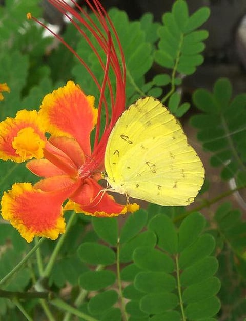 கான்கிரீட் காட்டில் 26: மஞ்சள் புல்வெளியாள்!