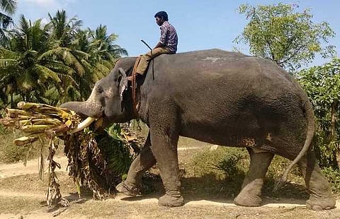 யானைகளின் வருகை 144: அங்குசப் பணியாளன் ஆன கதை