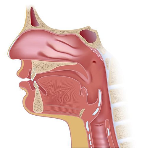 உடல் எனும் இயந்திரம் 15: குரல் பெட்டி