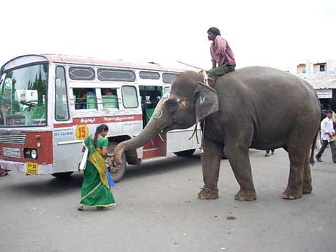 யானைகளின் வருகை 147: தரிசனம் கிடைக்காதா?