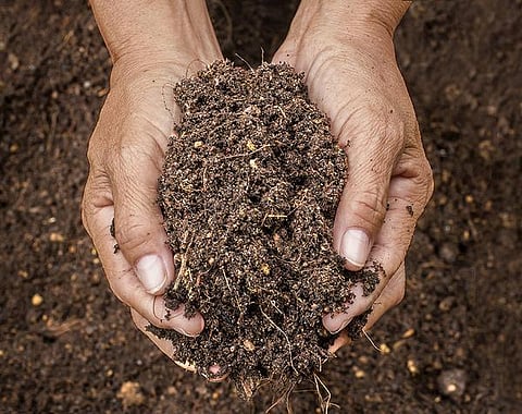 தொட்டனைத்து ஊறும் அமிழ்தம் 75: நுண்ணுயிர்களின் ஒத்திசைவு