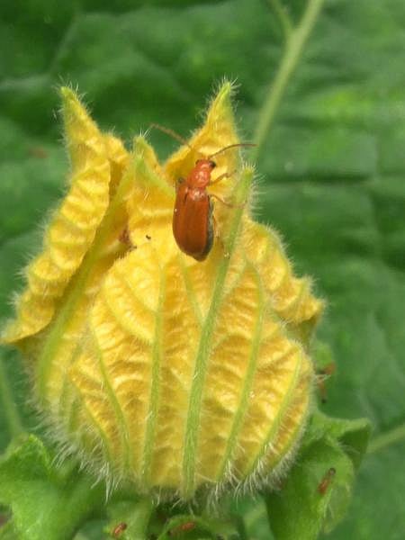 கான்கிரீட் காட்டில் 27: பூசணியைத் தாண்டிப் பெருகிய வண்டுகள்