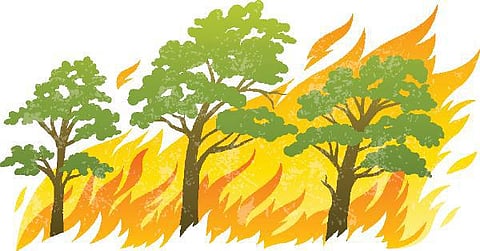 குரங்கணி காட்டுத்தீ: விடை தேட வேண்டிய கேள்விகள்