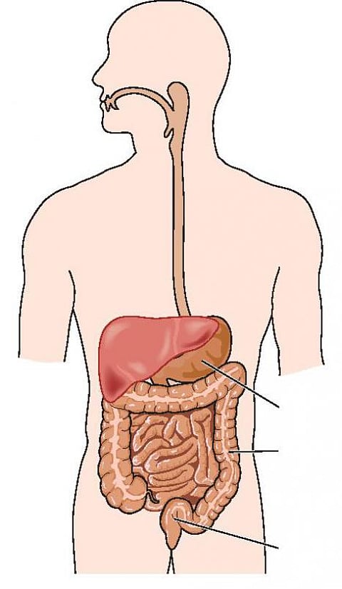 உடல் எனும் இயந்திரம் 16: மூடித் திறக்கும் உணவுக்குழாய்