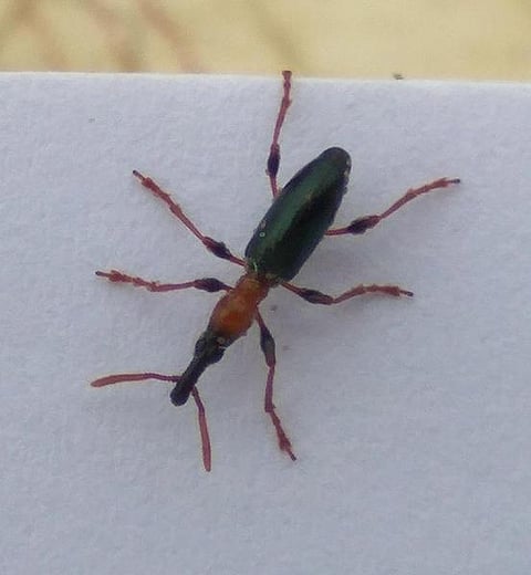 கான்கிரீட் காட்டில் 28: ஒல்லித் தலை கூன்வண்டு