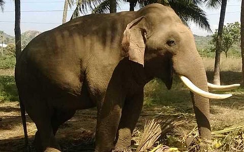 யானைகளின் வருகை 156: திரும்பிய பக்கமெல்லாம் திகில்