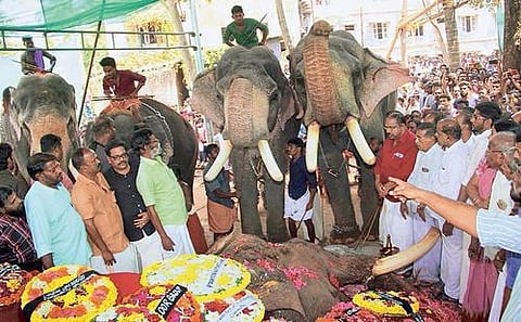 கரிசனம் கிடைக்காத கோயில் யானைகள்!