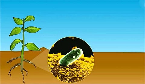 தொட்டனைத்து ஊறும் அமிழ்தம் 77: தென்னக மண்ணின் நுண்ணுயிர்கள்