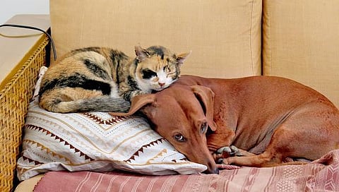 வானகமே இளவெயிலே மரச்செறிவே… 1: மைக்கண்ணி எனும் பூனை