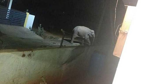 யானைகளின் வருகை 164: நள்ளிரவு... முற்றத்தில் அற்புத தரிசனம்