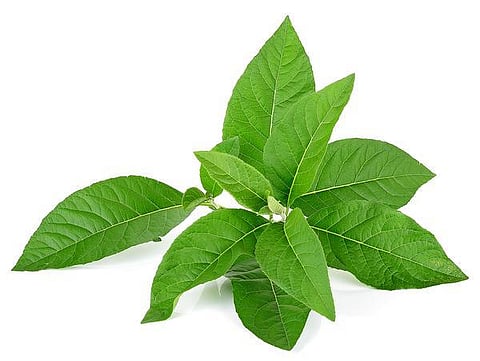 மூலிகையே மருந்து! 01: பாடாத நாவும் பாடும்!